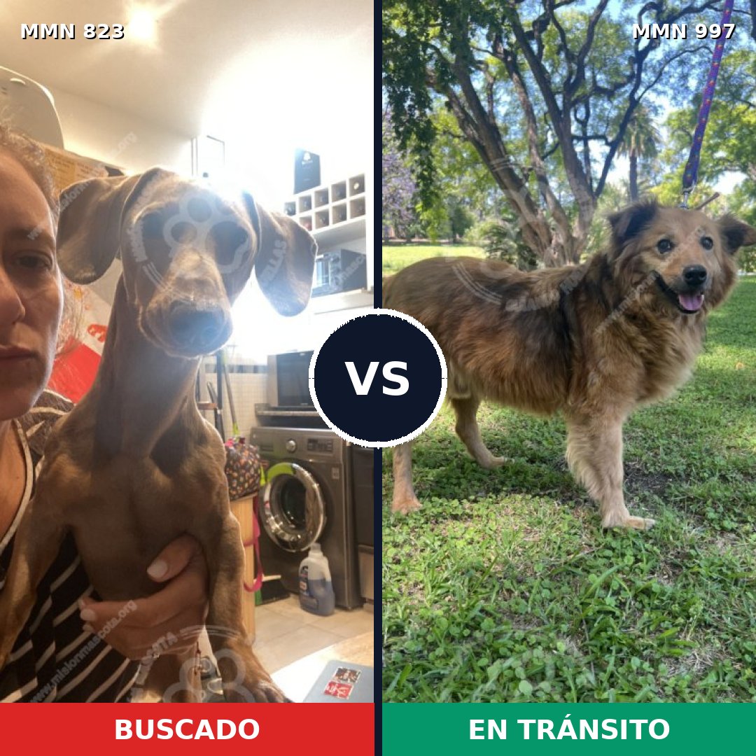 Comparativa MMS 21776: mascota perdida y mascota encontrada, 32% de similitud