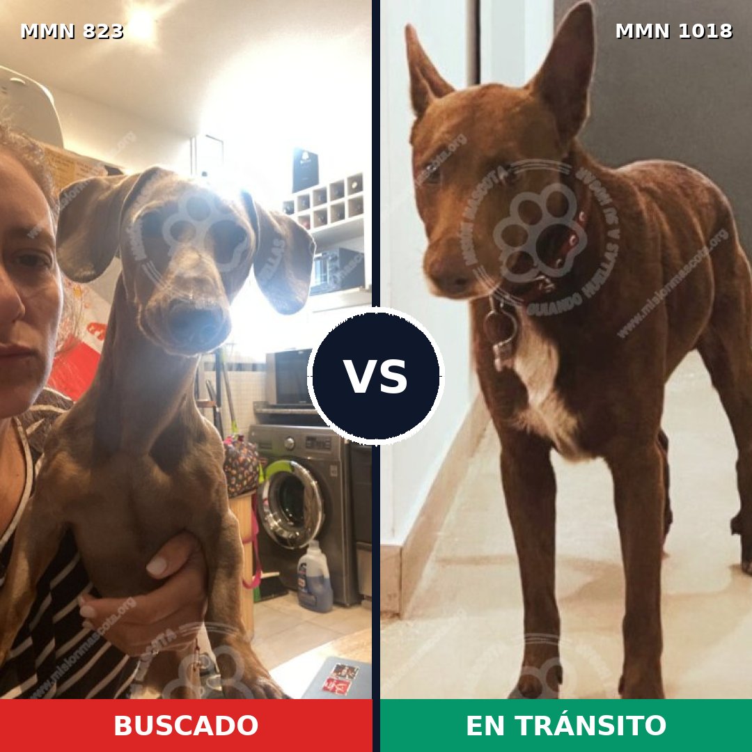 Comparativa MMS 21777: mascota perdida y mascota encontrada, 37% de similitud