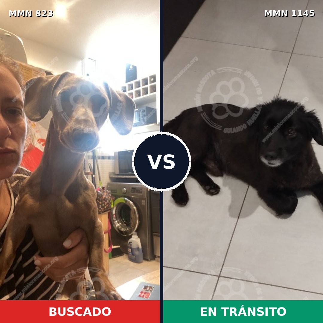 Comparativa MMS 21780: mascota perdida y mascota encontrada, 37% de similitud