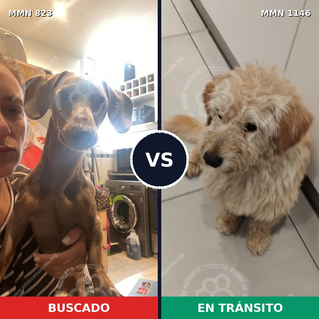 Comparativa MMS 21781: mascota perdida y mascota encontrada, 35% de similitud