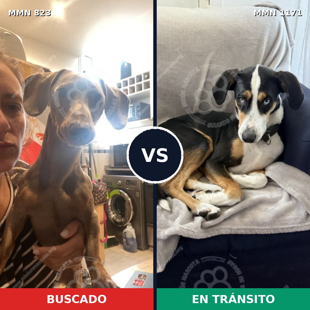 Comparativa MMS 21782: mascota perdida y mascota encontrada, 38% de similitud