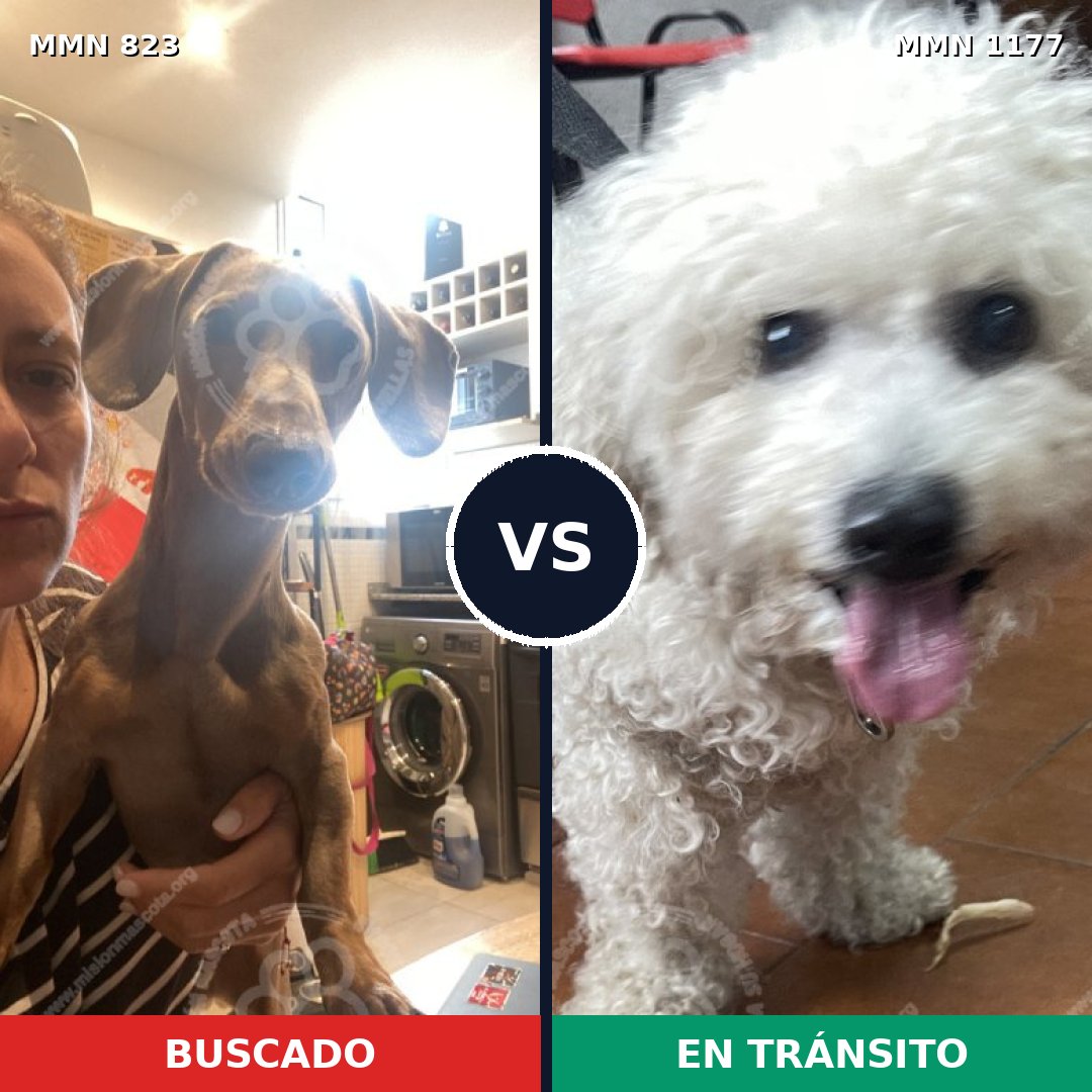 Comparativa MMS 21783: mascota perdida y mascota encontrada, 41% de similitud