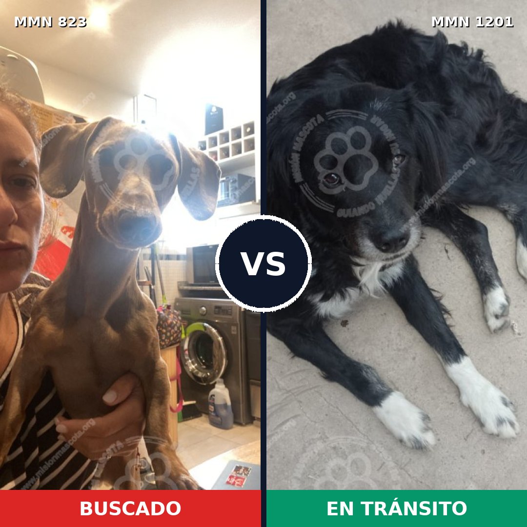 Comparativa MMS 21785: mascota perdida y mascota encontrada, 26% de similitud