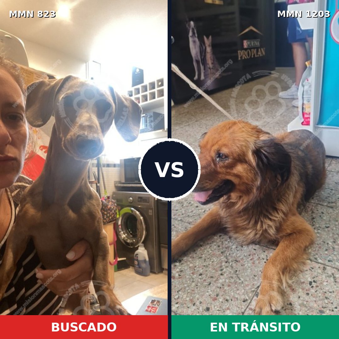 Comparativa MMS 21786: mascota perdida y mascota encontrada, 33% de similitud