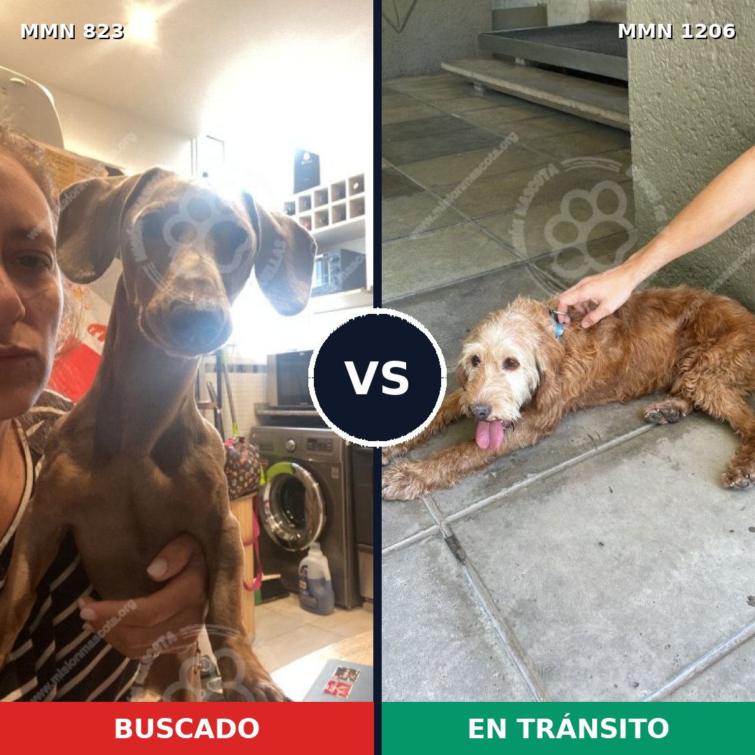 Comparativa MMS 21787: mascota perdida y mascota encontrada, 25% de similitud