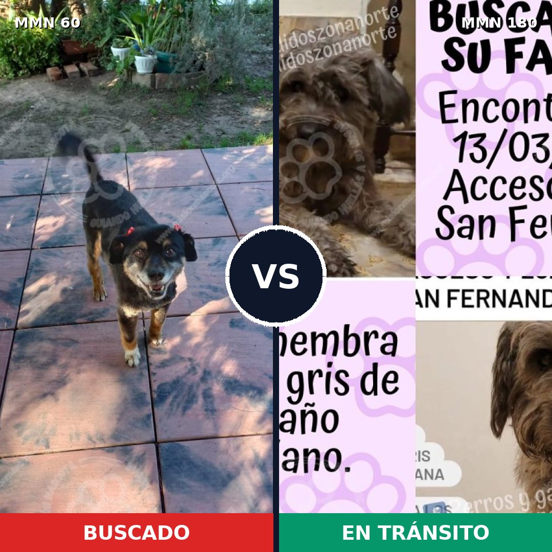 Comparativa MMS 2179: mascota perdida y mascota encontrada, 73% de similitud
