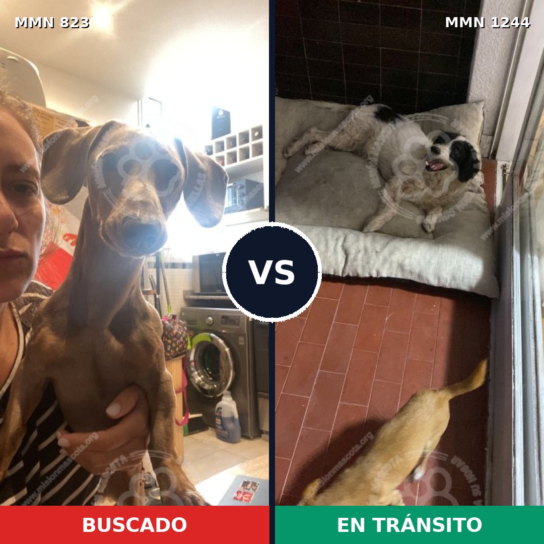 Comparativa MMS 21790: mascota perdida y mascota encontrada, 35% de similitud