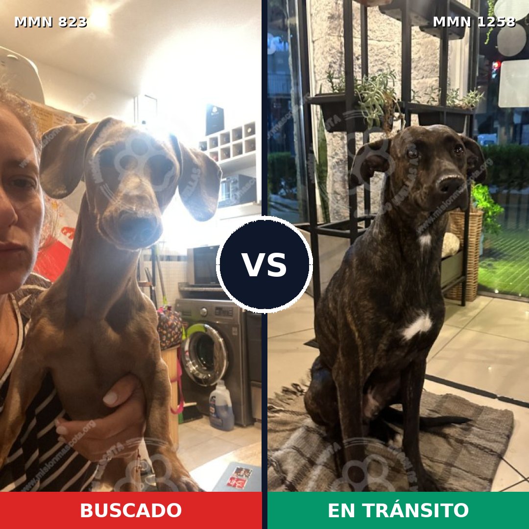 Comparativa MMS 21791: mascota perdida y mascota encontrada, 36% de similitud