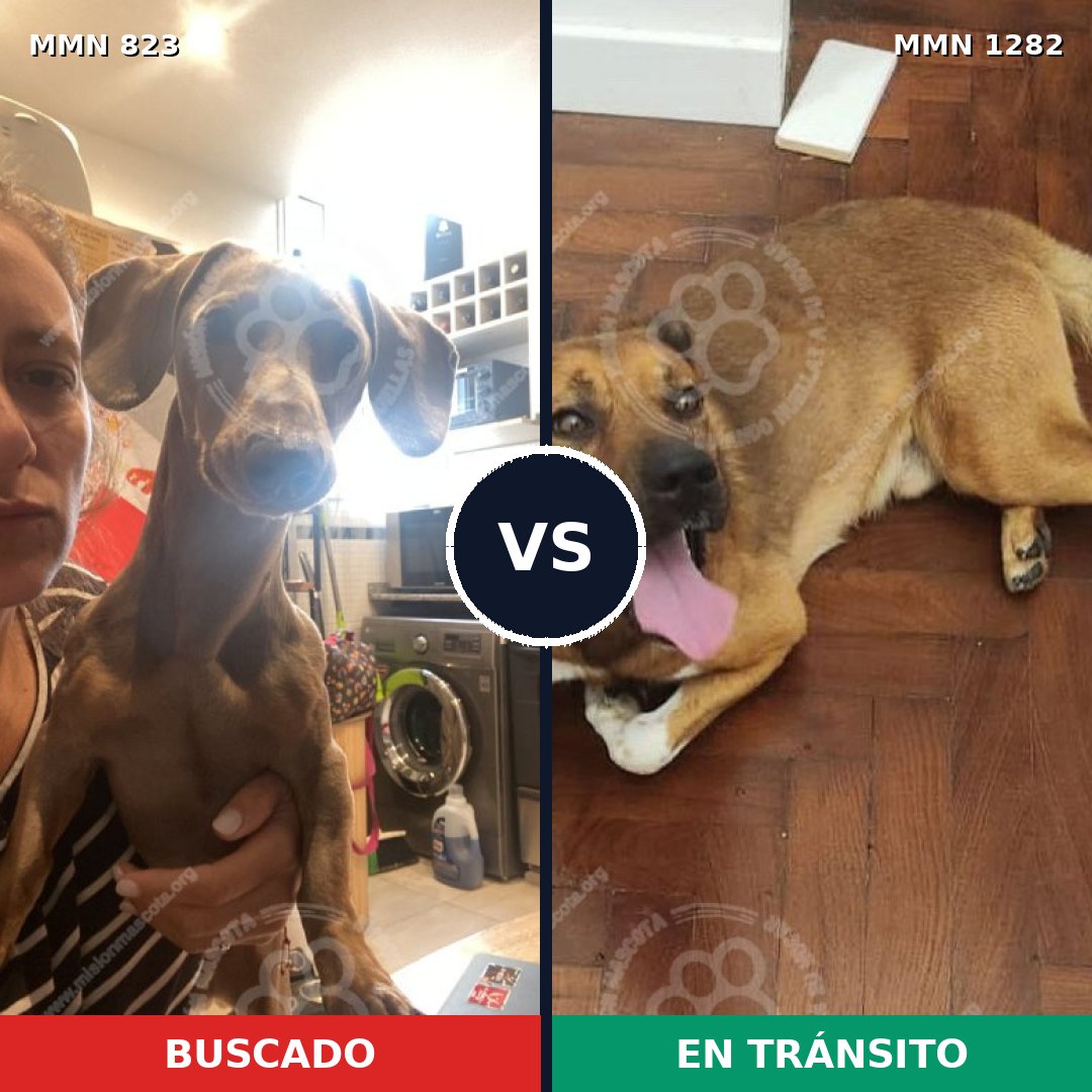 Comparativa MMS 21793: mascota perdida y mascota encontrada, 36% de similitud