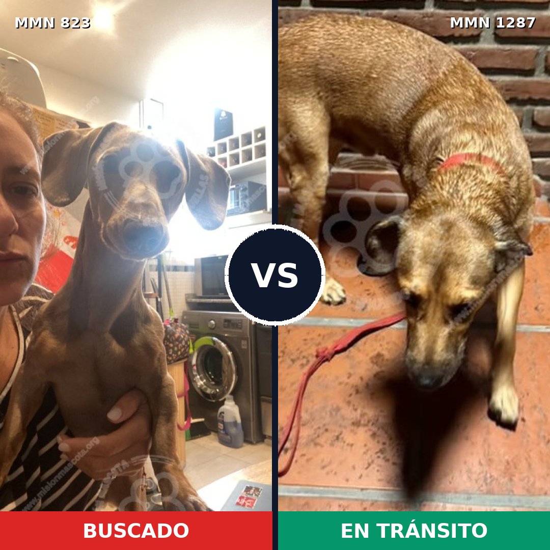 Comparativa MMS 21794: mascota perdida y mascota encontrada, 26% de similitud