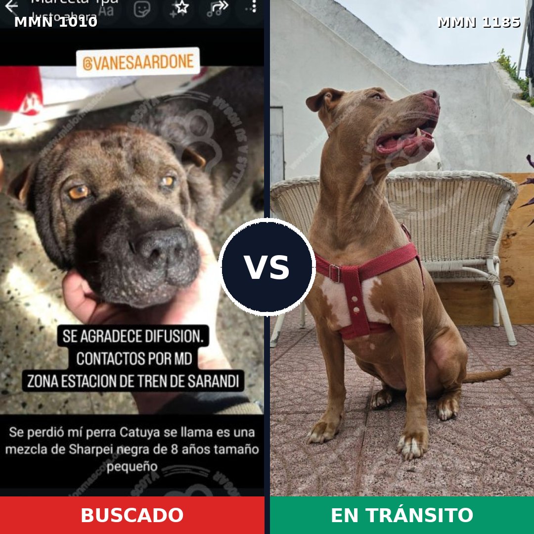 Comparativa MMS 21795: mascota perdida y mascota encontrada, 34% de similitud