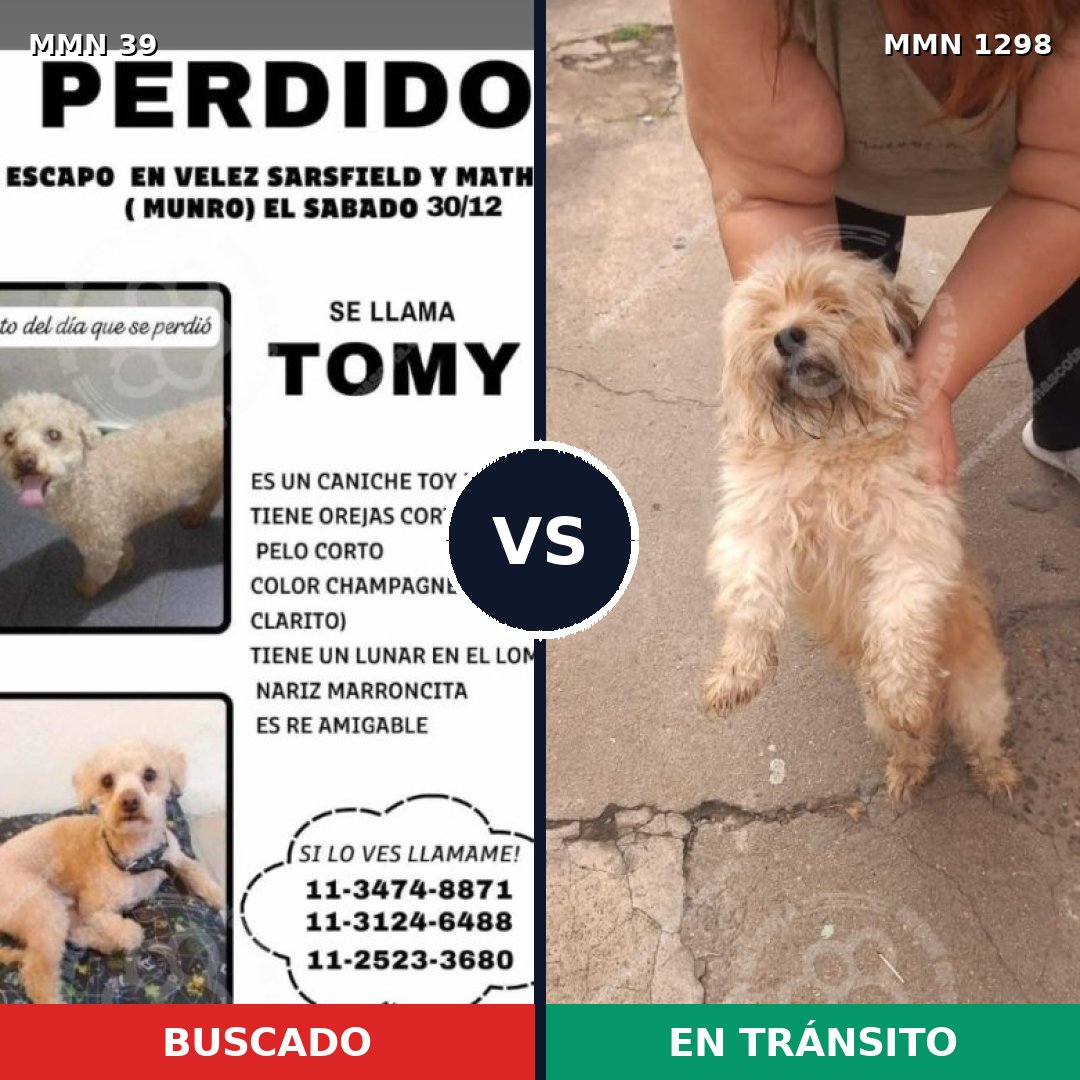 Comparativa MMS 21796: mascota perdida y mascota encontrada, 43% de similitud