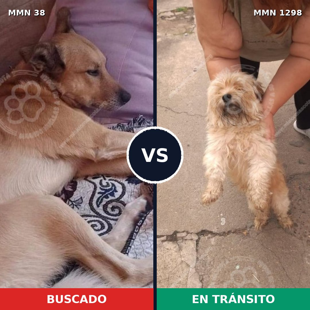 Comparativa MMS 21797: mascota perdida y mascota encontrada, 42% de similitud