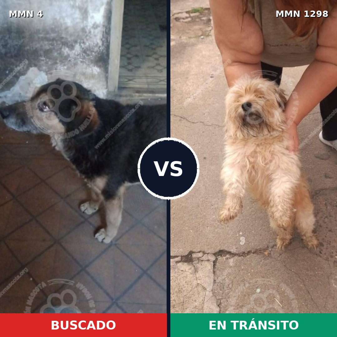 Comparativa MMS 21798: mascota perdida y mascota encontrada, 34% de similitud