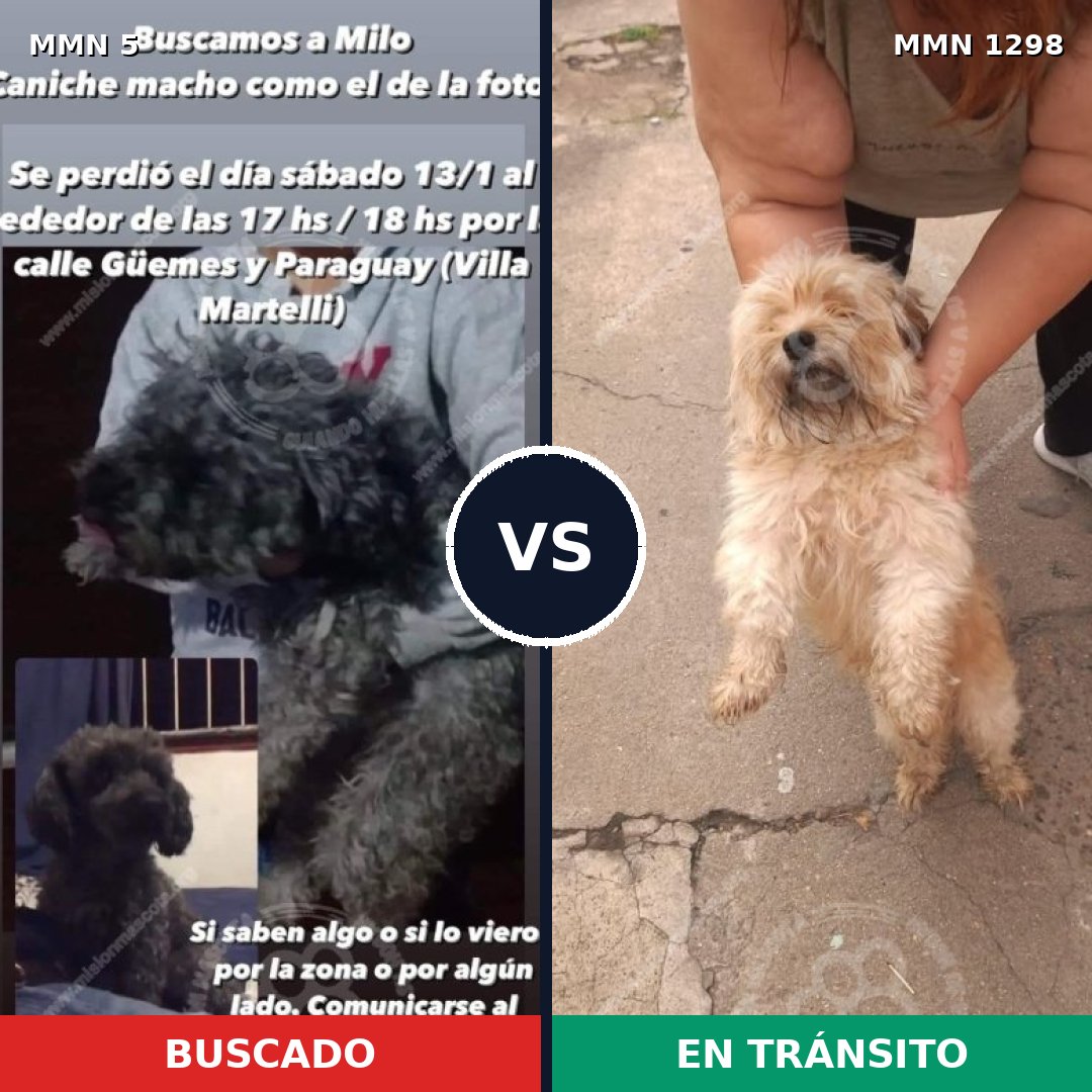 Comparativa MMS 21799: mascota perdida y mascota encontrada, 46% de similitud