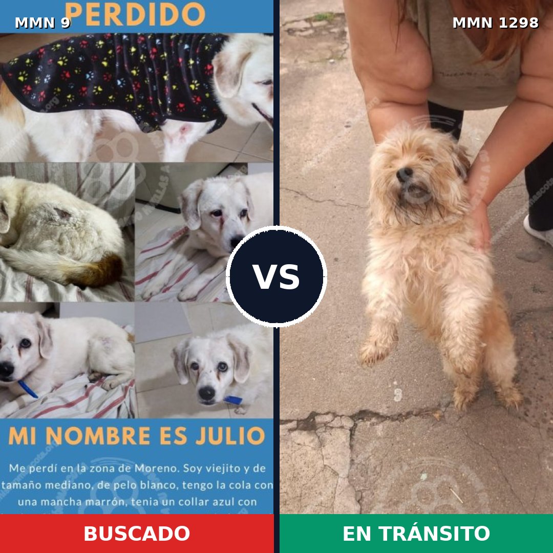 Comparativa MMS 21800: mascota perdida y mascota encontrada, 42% de similitud