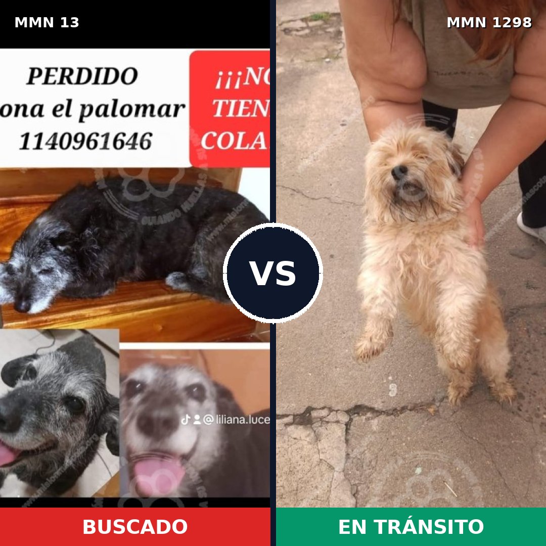Comparativa MMS 21802: mascota perdida y mascota encontrada, 33% de similitud