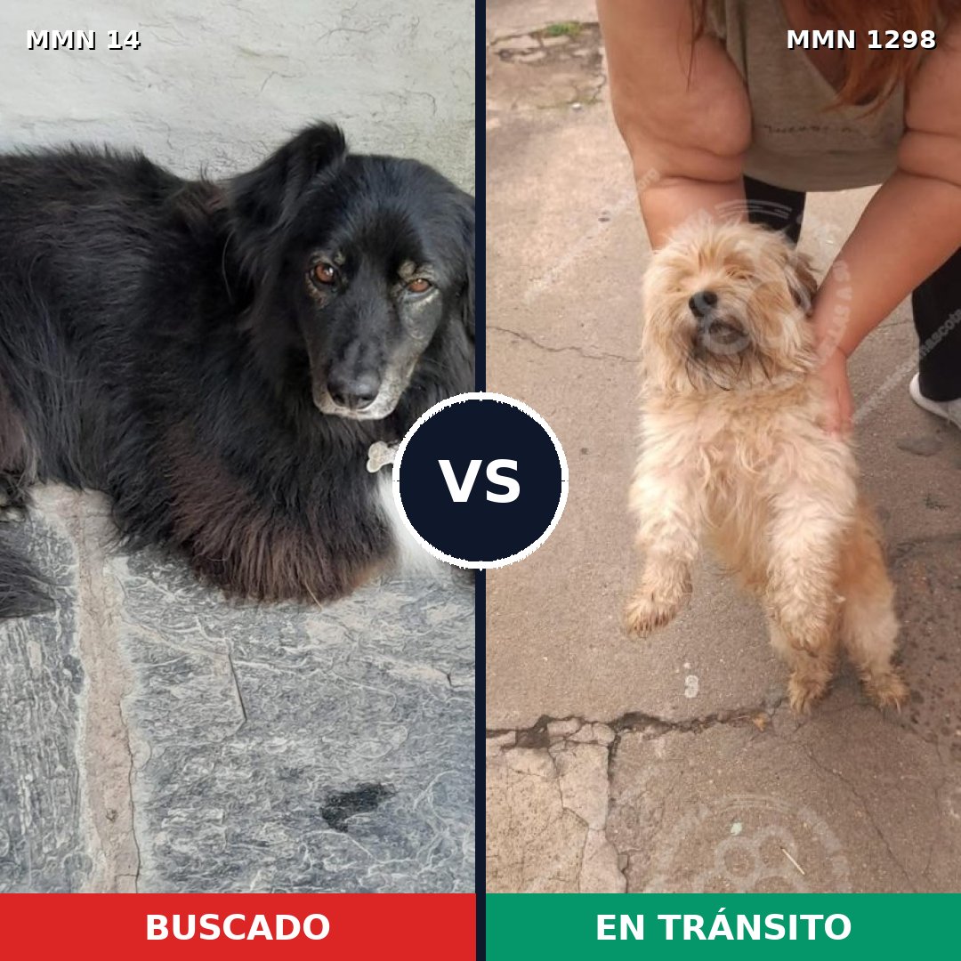 Comparativa MMS 21803: mascota perdida y mascota encontrada, 22% de similitud