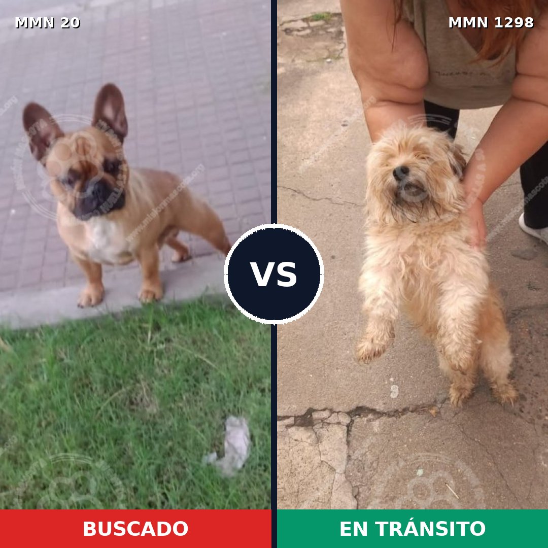 Comparativa MMS 21805: mascota perdida y mascota encontrada, 47% de similitud