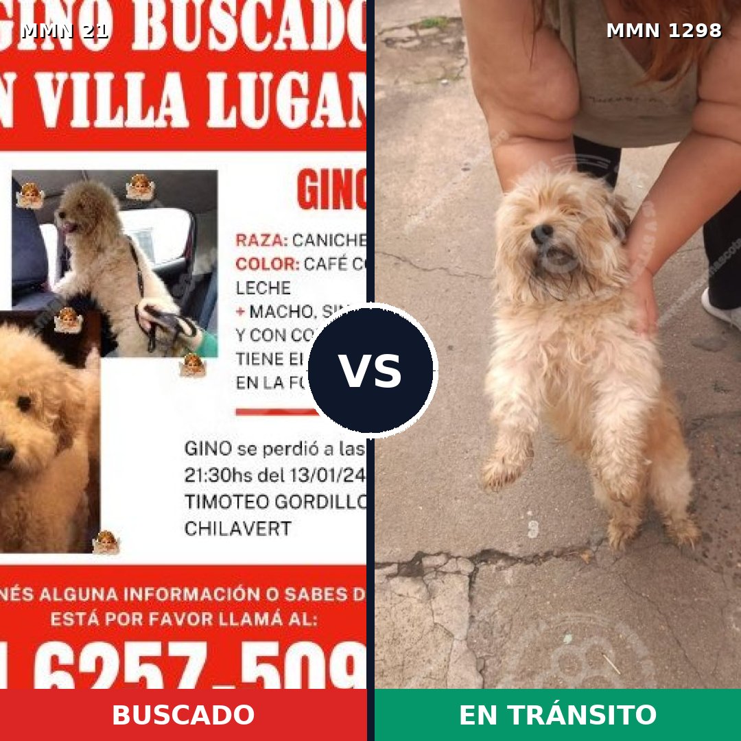 Comparativa MMS 21806: mascota perdida y mascota encontrada, 58% de similitud