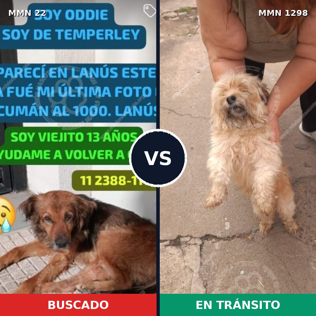 Comparativa MMS 21807: mascota perdida y mascota encontrada, 29% de similitud