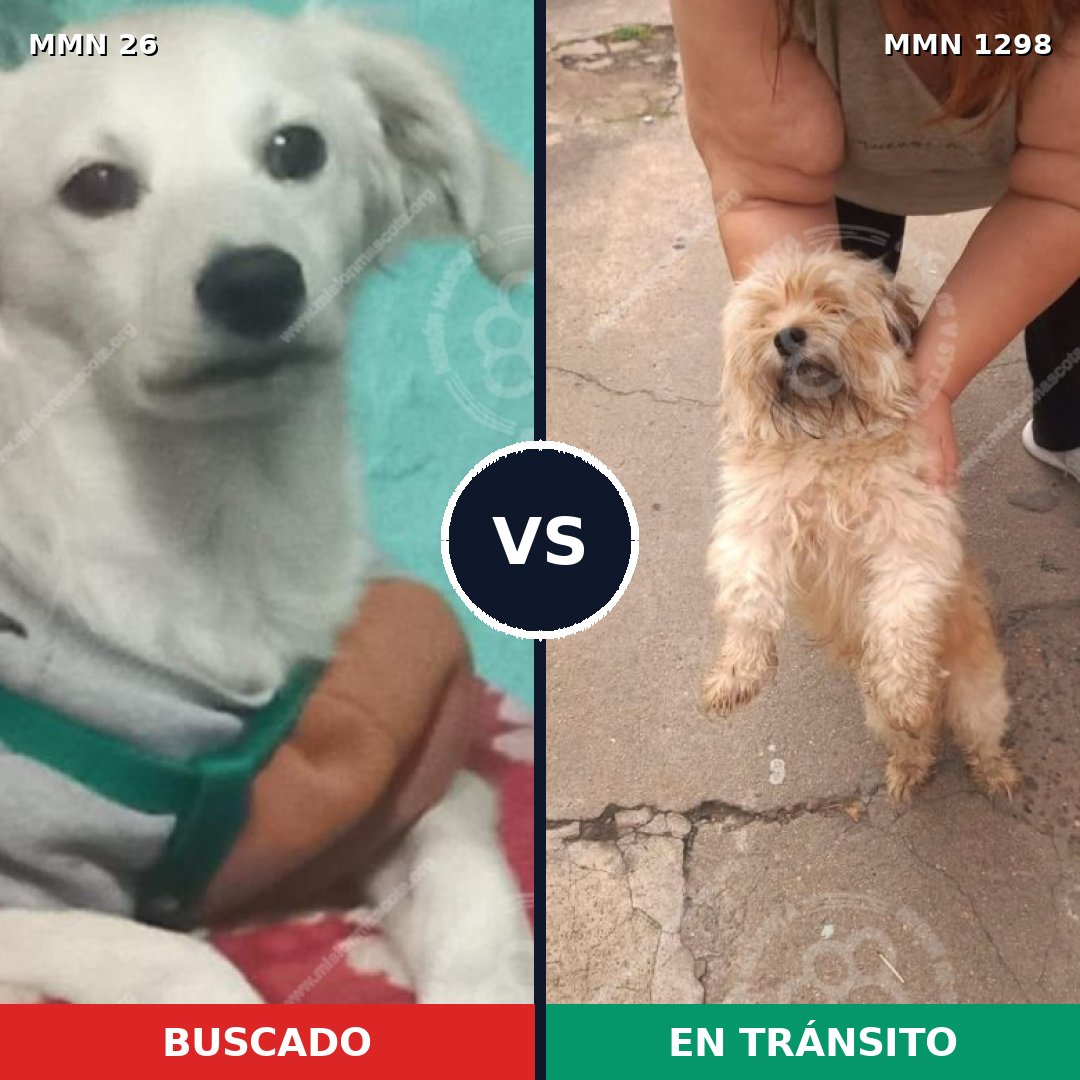 Comparativa MMS 21808: mascota perdida y mascota encontrada, 53% de similitud