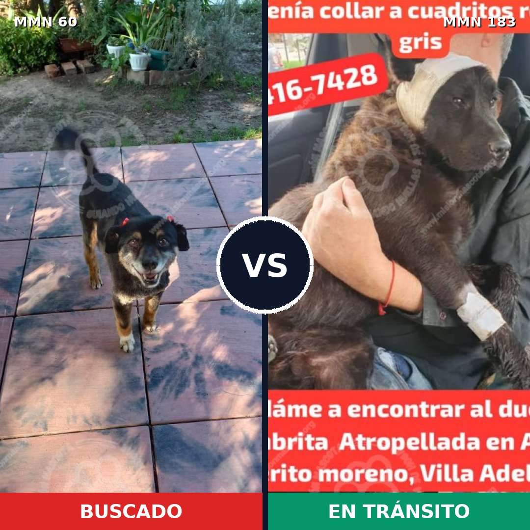 Comparativa MMS 2181: mascota perdida y mascota encontrada, 55% de similitud