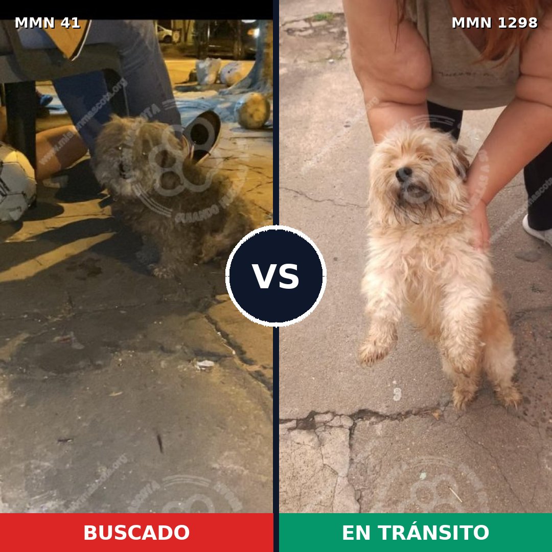 Comparativa MMS 21810: mascota perdida y mascota encontrada, 43% de similitud