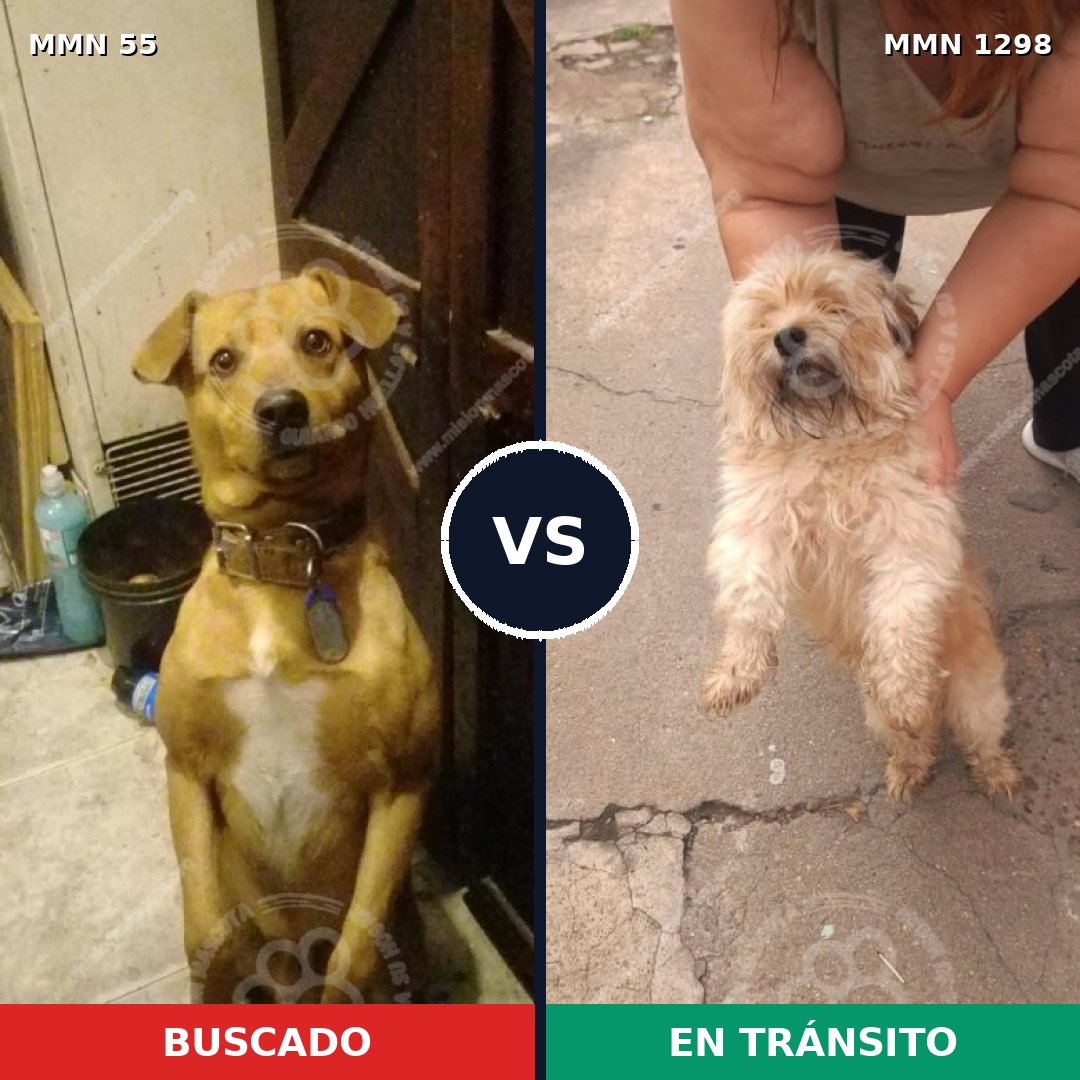Comparativa MMS 21812: mascota perdida y mascota encontrada, 36% de similitud