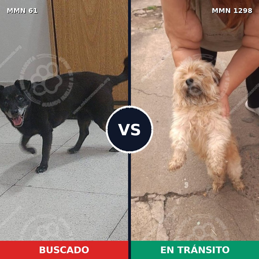 Comparativa MMS 21813: mascota perdida y mascota encontrada, 29% de similitud