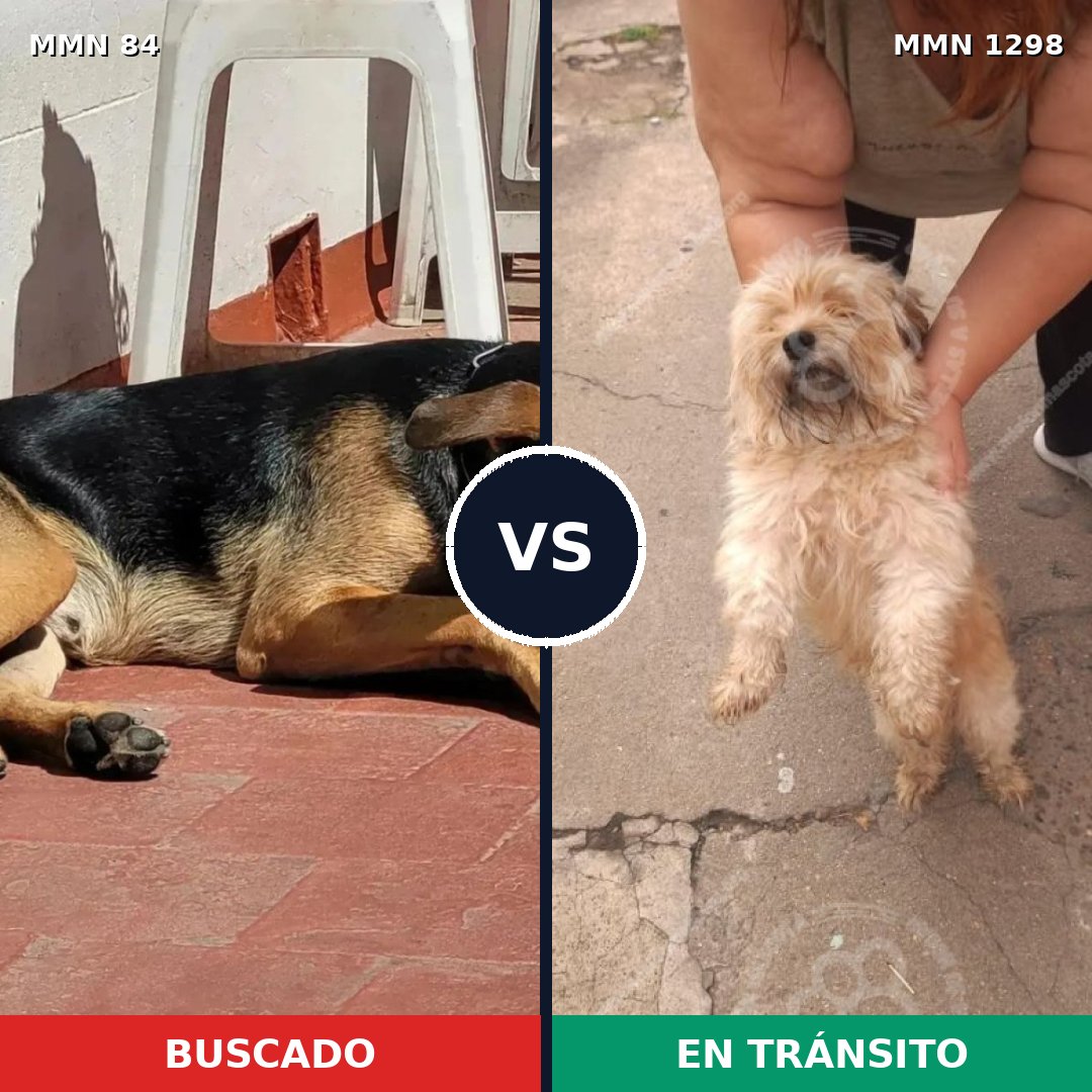 Comparativa MMS 21815: mascota perdida y mascota encontrada, 22% de similitud