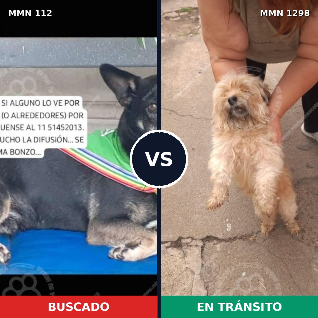 Comparativa MMS 21816: mascota perdida y mascota encontrada, 33% de similitud