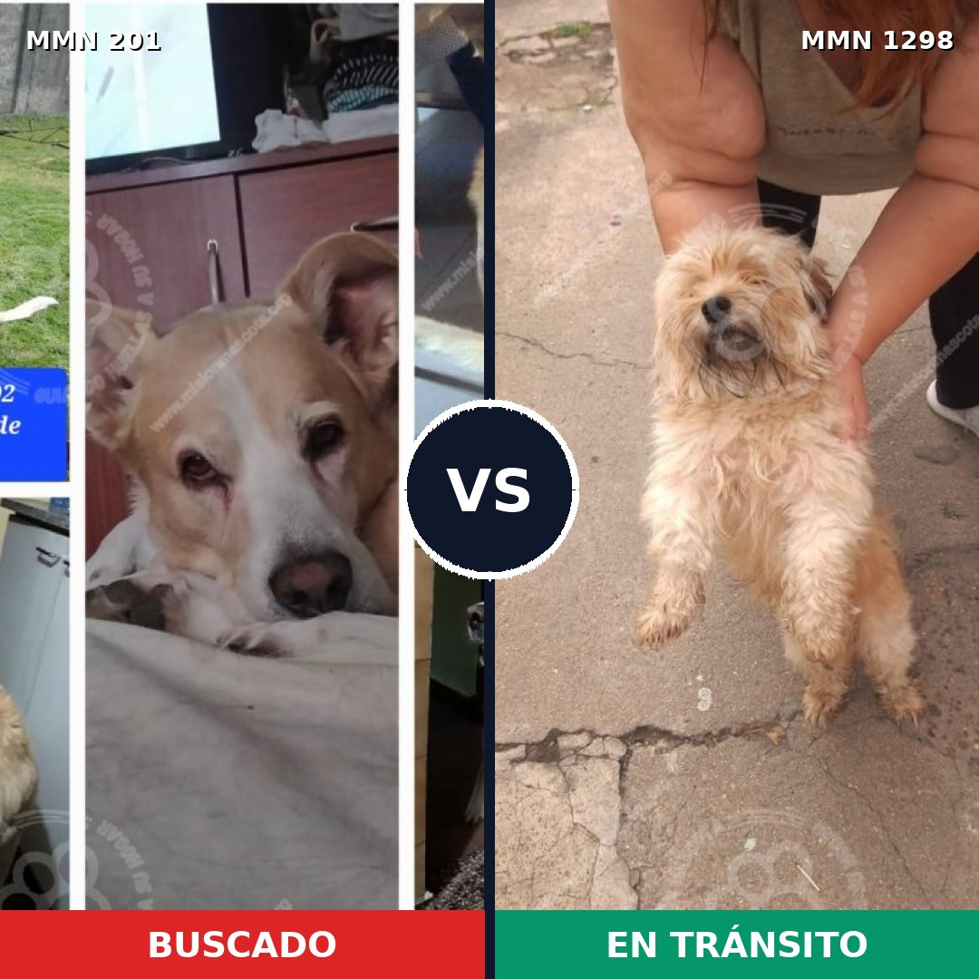Comparativa MMS 21817: mascota perdida y mascota encontrada, 33% de similitud