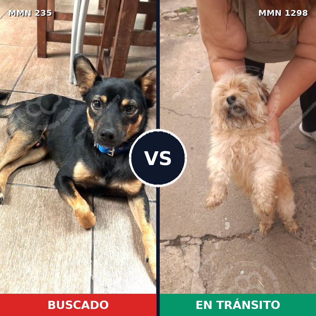 Comparativa MMS 21819: mascota perdida y mascota encontrada, 41% de similitud