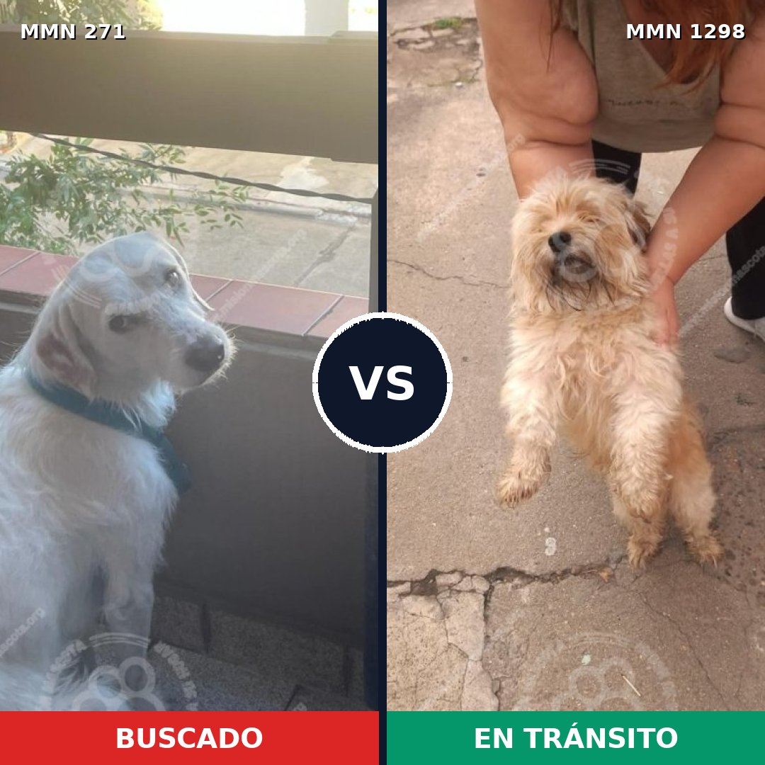 Comparativa MMS 21820: mascota perdida y mascota encontrada, 40% de similitud