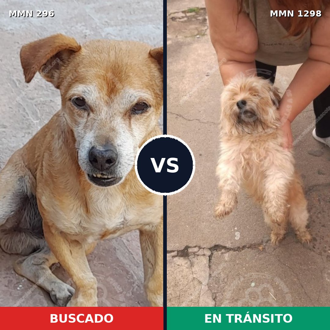 Comparativa MMS 21821: mascota perdida y mascota encontrada, 37% de similitud