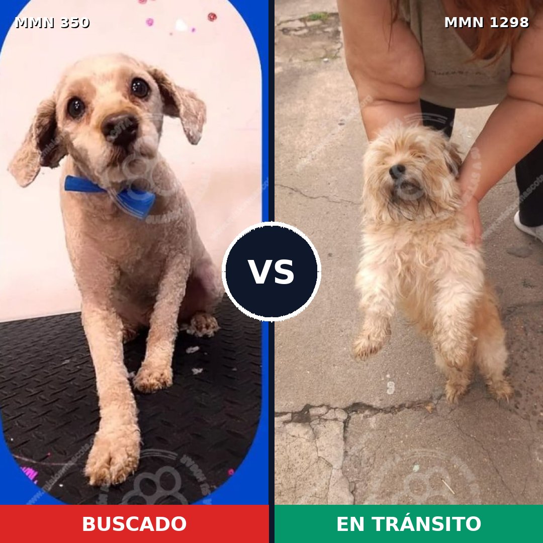 Comparativa MMS 21822: mascota perdida y mascota encontrada, 39% de similitud