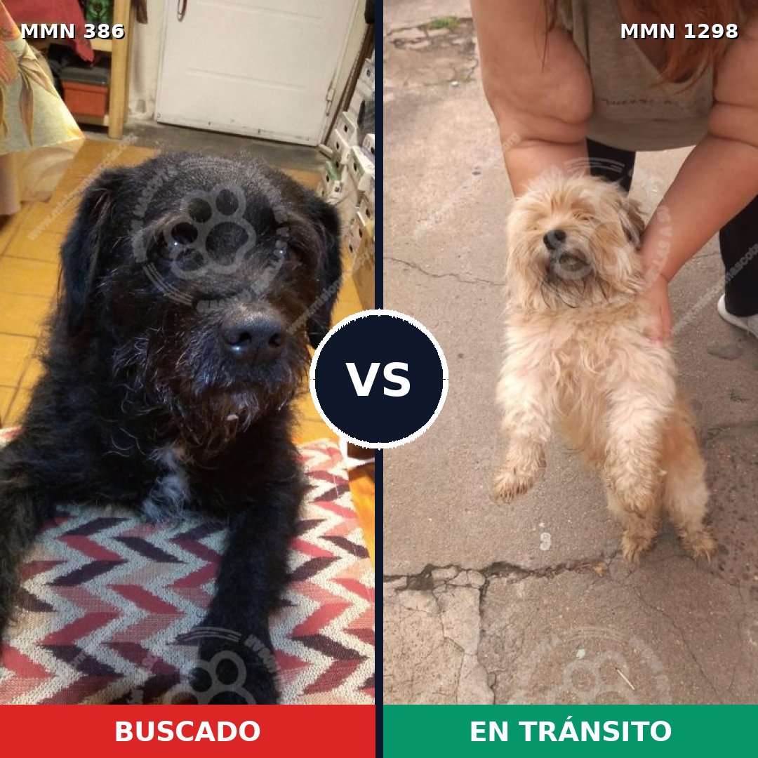 Comparativa MMS 21823: mascota perdida y mascota encontrada, 30% de similitud