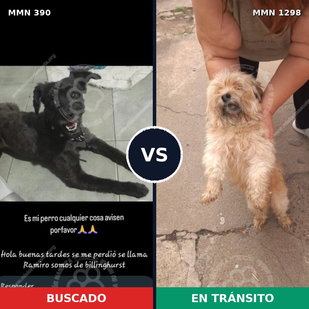 Comparativa MMS 21824: mascota perdida y mascota encontrada, 33% de similitud