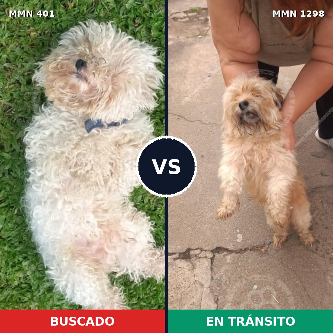 Comparativa MMS 21825: mascota perdida y mascota encontrada, 39% de similitud