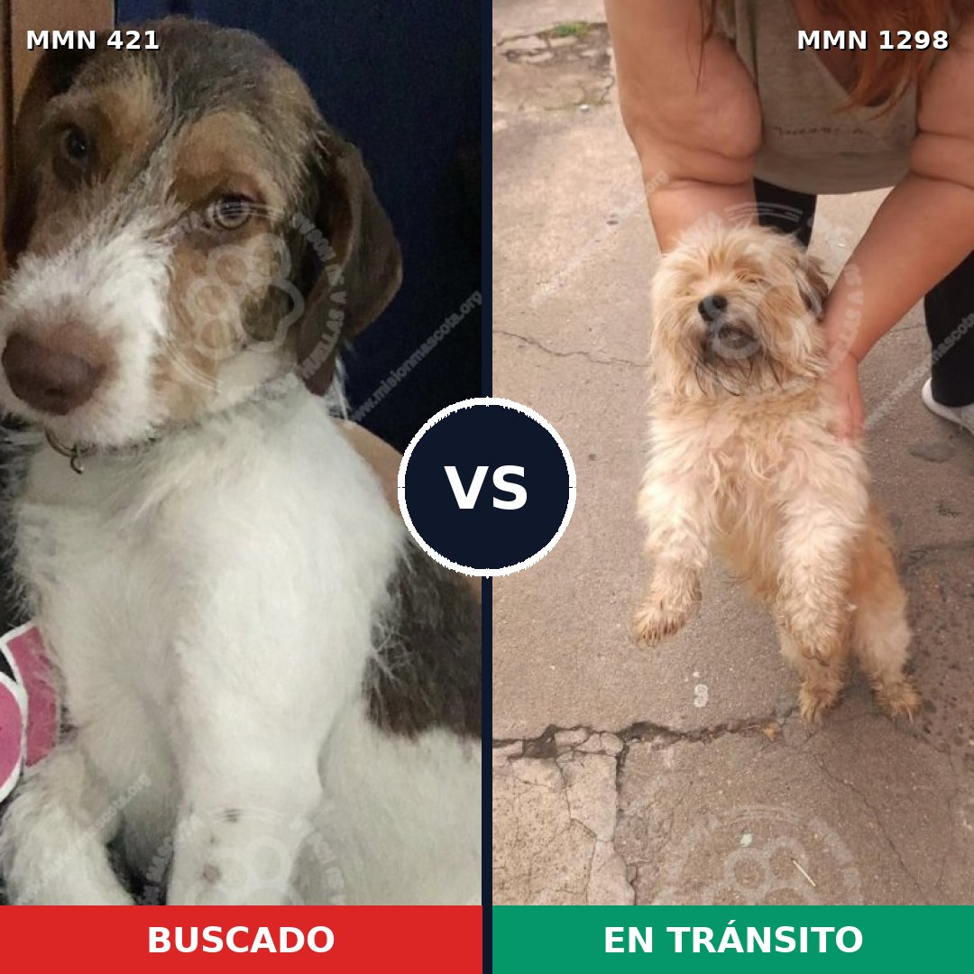 Comparativa MMS 21826: mascota perdida y mascota encontrada, 35% de similitud