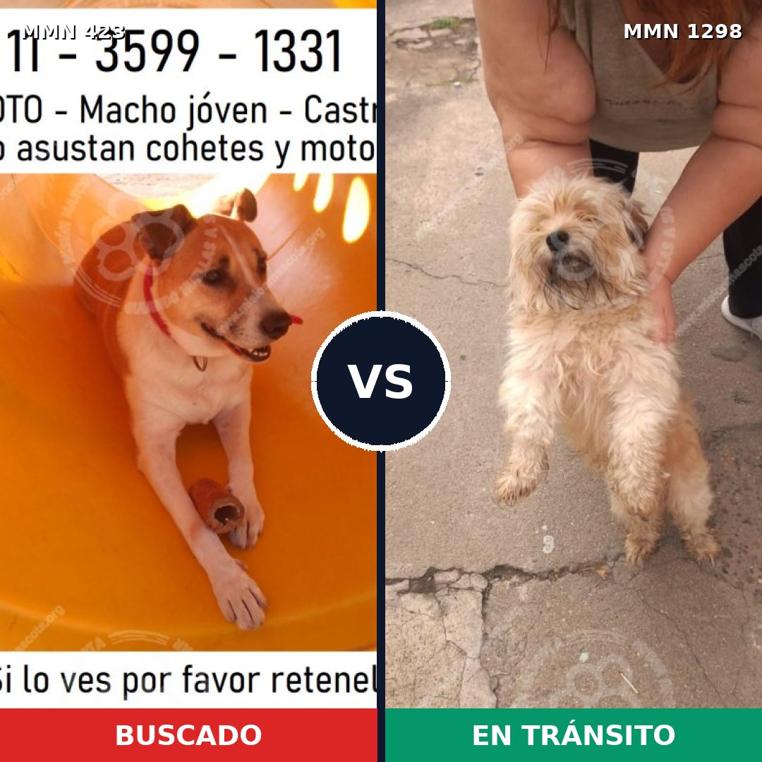 Comparativa MMS 21827: mascota perdida y mascota encontrada, 35% de similitud