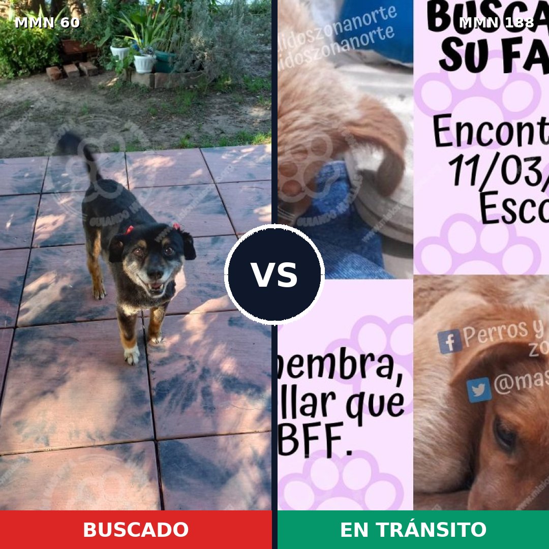 Comparativa MMS 2183: mascota perdida y mascota encontrada, 55% de similitud