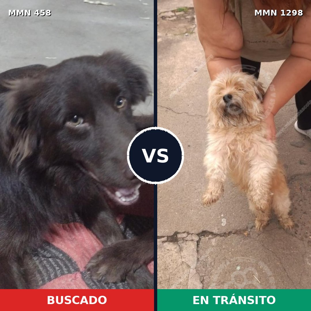 Comparativa MMS 21830: mascota perdida y mascota encontrada, 30% de similitud