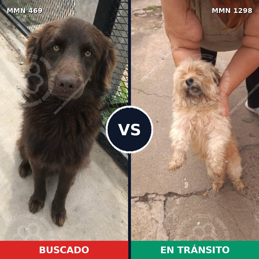 Comparativa MMS 21831: mascota perdida y mascota encontrada, 30% de similitud