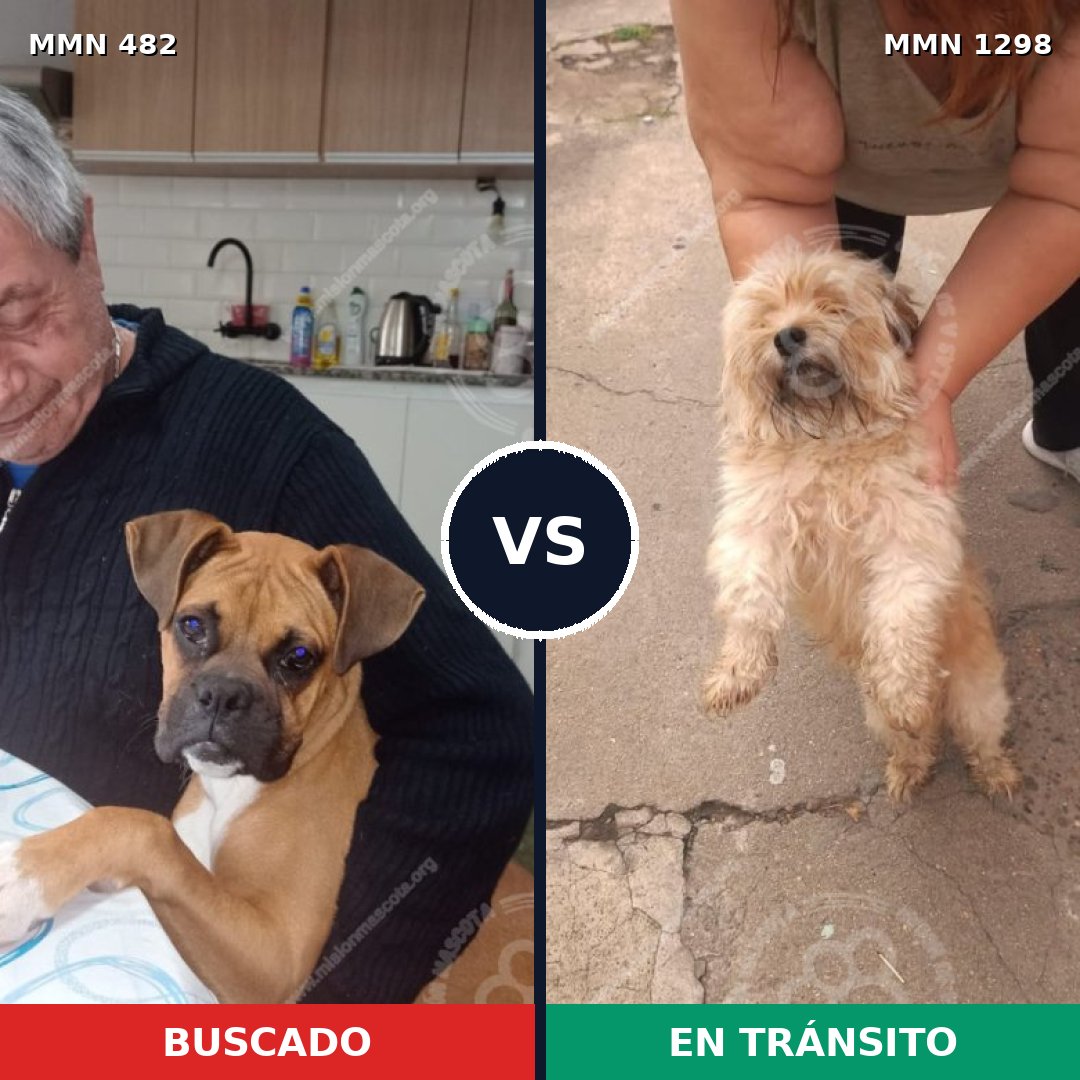 Comparativa MMS 21833: mascota perdida y mascota encontrada, 31% de similitud