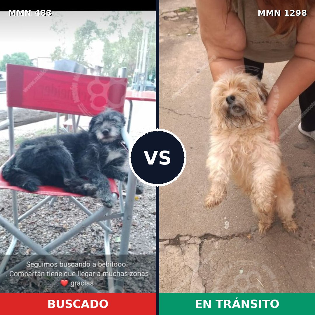 Comparativa MMS 21834: mascota perdida y mascota encontrada, 31% de similitud
