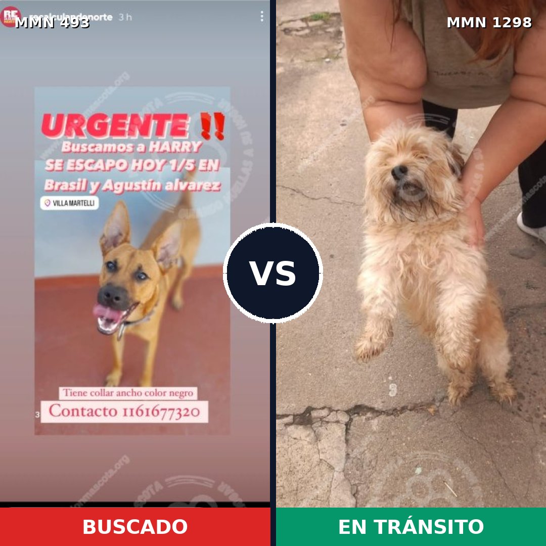 Comparativa MMS 21835: mascota perdida y mascota encontrada, 31% de similitud
