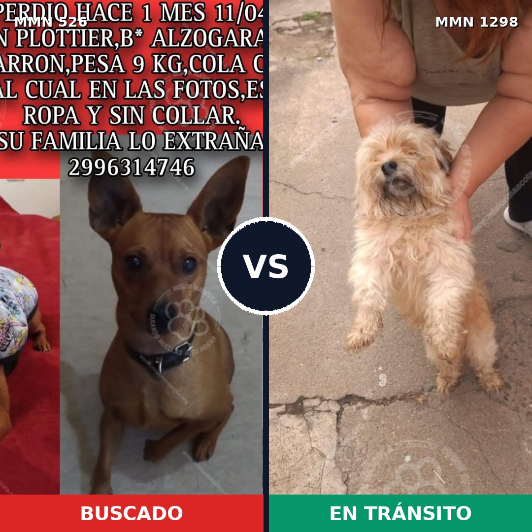 Comparativa MMS 21837: mascota perdida y mascota encontrada, 37% de similitud