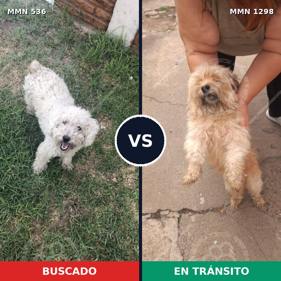 Comparativa MMS 21839: mascota perdida y mascota encontrada, 51% de similitud